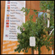 Rediscovering traditional varieties of fruits to preserve biodiversity... more