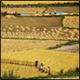 Call for proposals: Transdisciplinary research towards more sustainable food systems…more
