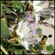 Two new Bio-districts ongoing in Sicily, to promote organic production and sustainable development of the territories…more