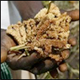 The FundsforNGOs Initiative providing online information for NGOs to increase their awareness and access to donors…more