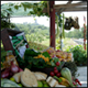 Toward a national strategy of Bio-districts and Eco-regions as a new approach of rural development…more