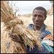 The Addis Ababa Declaration on Agroecology, Ecological Organic Agriculture and Food Sovereignty and the initiatives promoted by the Alliance for Food Sovereignty in Africa…more